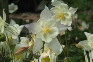 Aquilegia 'Silver Queen' bestellen